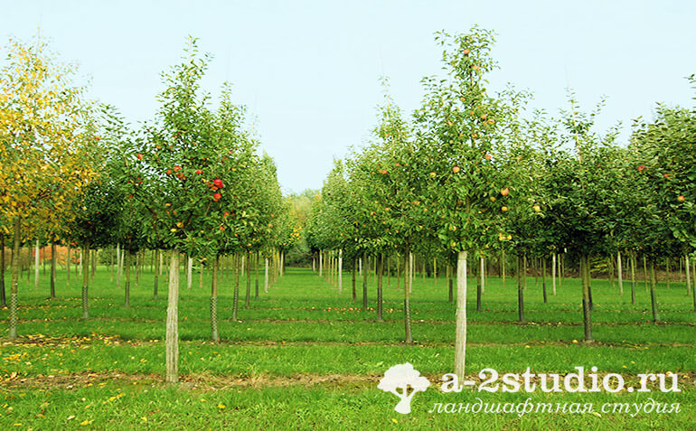 Large fruit trees of apple trees