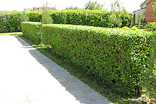 Decorative hedge