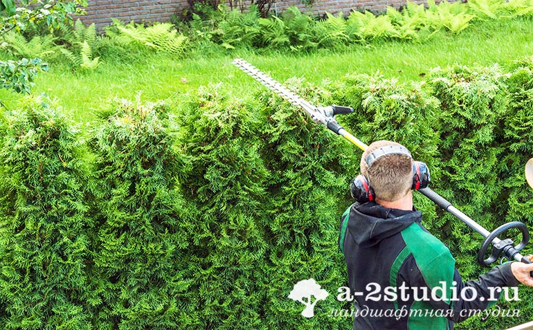 Decorative cutting of trees and shrubs